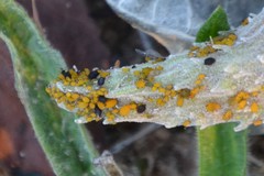 Lysiphlebus testaceipes