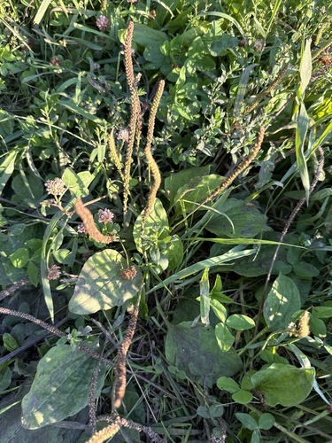 greater plantain