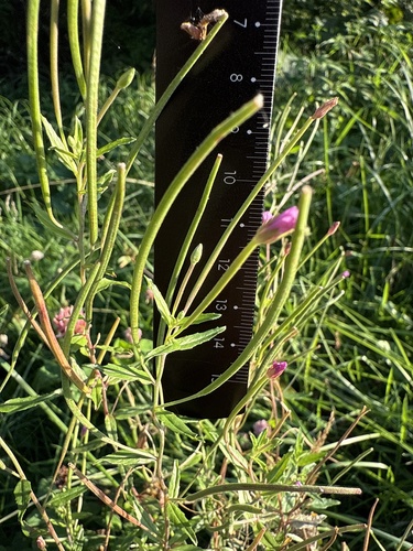 Square-stemmed Willowherb