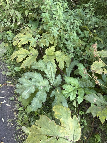Sosnowsky's hogweed