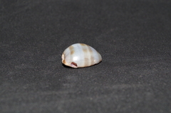 Pseudozonaria arabicula