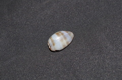 Pseudozonaria arabicula