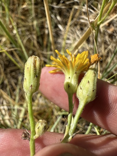 hall's meadow hawksbeard (Crepis runcinata)