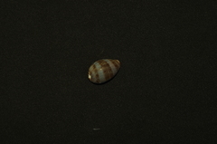 Pseudozonaria arabicula