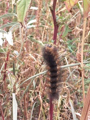 Lepidoptera