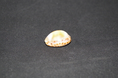 Pseudozonaria robertsi