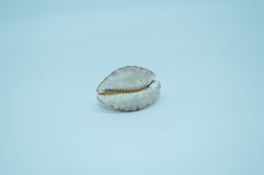 Pseudozonaria arabicula