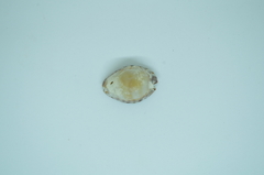 Pseudozonaria arabicula