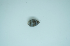 Pseudozonaria arabicula