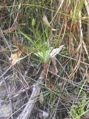 Stylidium productum