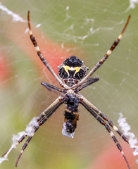 Argiope blanda