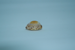 Pseudozonaria robertsi