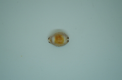 Pseudozonaria robertsi