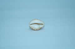 Pseudozonaria robertsi