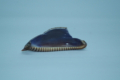 Macrocypraea cervinetta