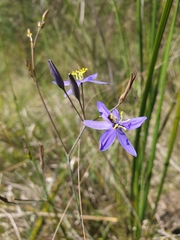 Hemerocallidoideae
