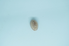Pusula radians