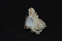 Homalocantha oxyacantha