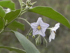 Solanum paniculatum