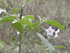 Solanum paniculatum