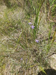 Hemerocallidoideae