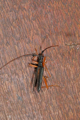 Disteniidae
