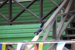 Callosciurus prevostii pluto