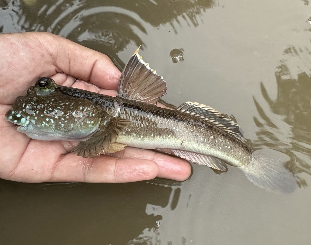 Giant mudskipper (Periophthalmodon schlosseri) — Gobiidae