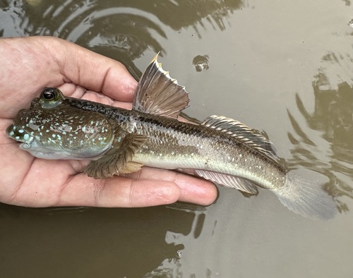 Reuzenslijkspringer (Periophthalmodon schlosseri) — Gobiidae