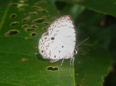 Megisba malaya