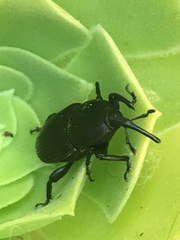 Scyphophorus