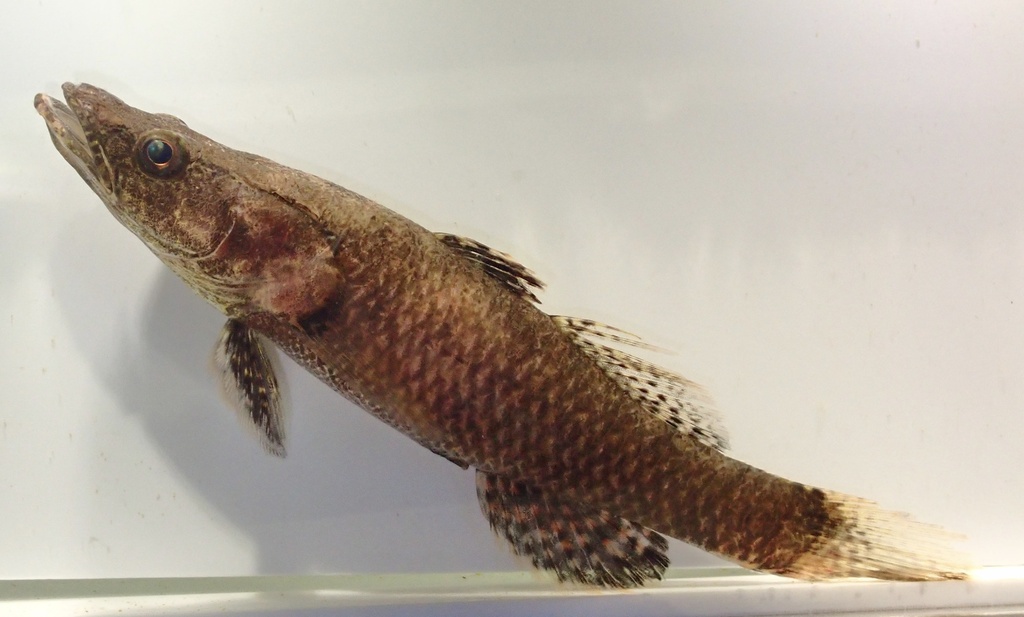 Butis humeralis