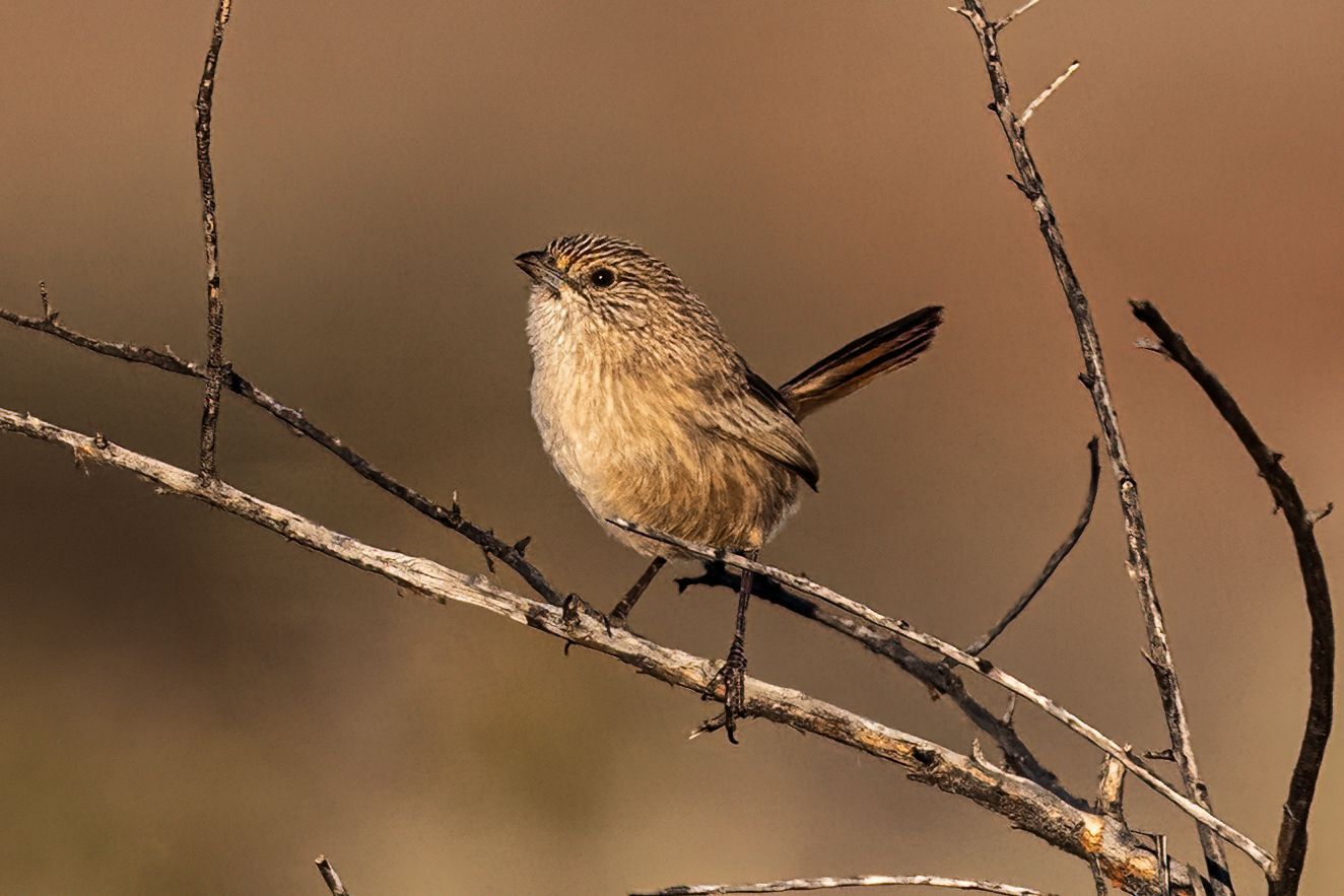 Western Grasswren (Amytornis textilis), photo 1