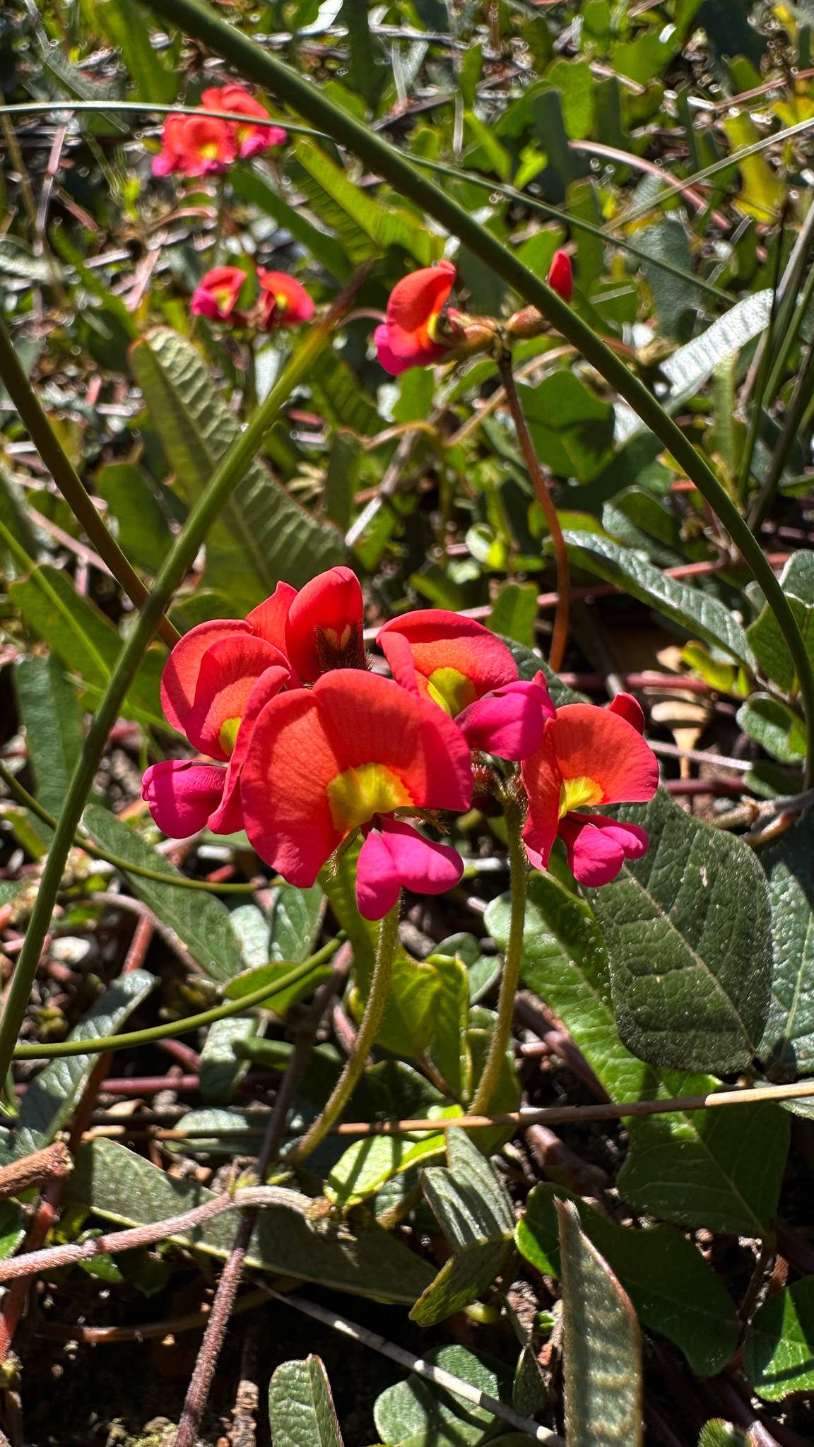 Imagem de Kennedia coccinea