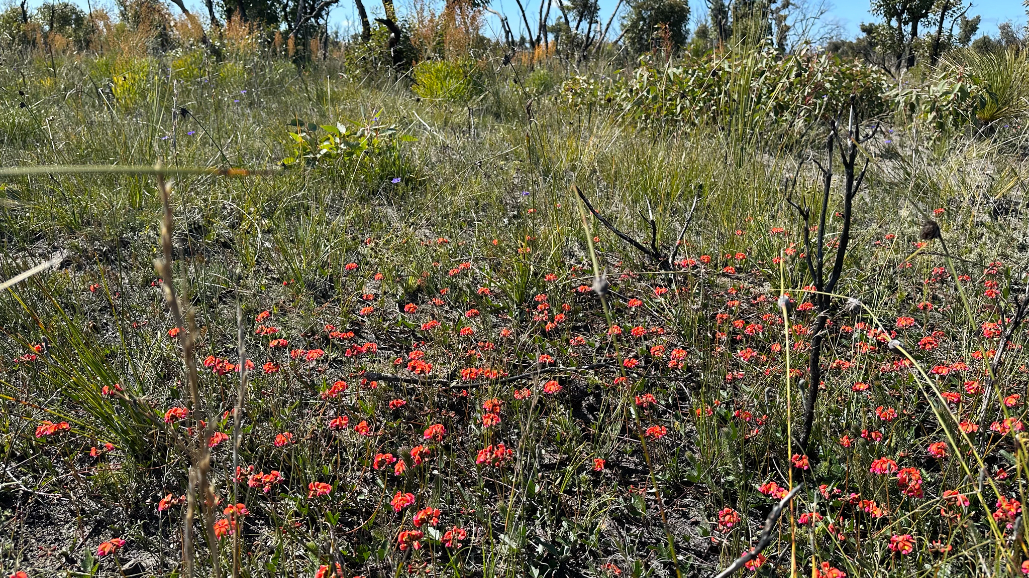 Imagem de Kennedia coccinea
