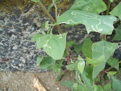 Liriomyza chenopodii
