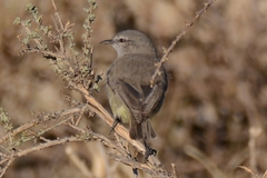 Eremomela icteropygialis