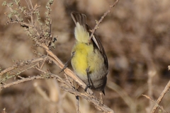 Eremomela icteropygialis
