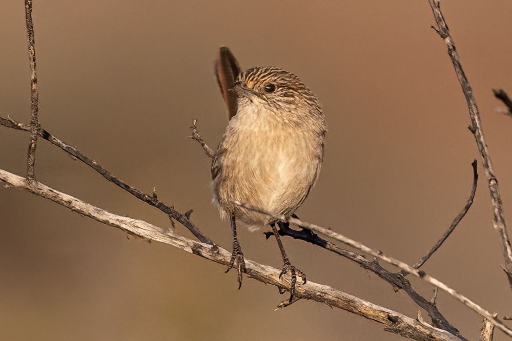 Western Grasswren (Amytornis textilis), photo 2