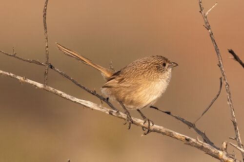 Western Grasswren (Amytornis textilis), photo 3
