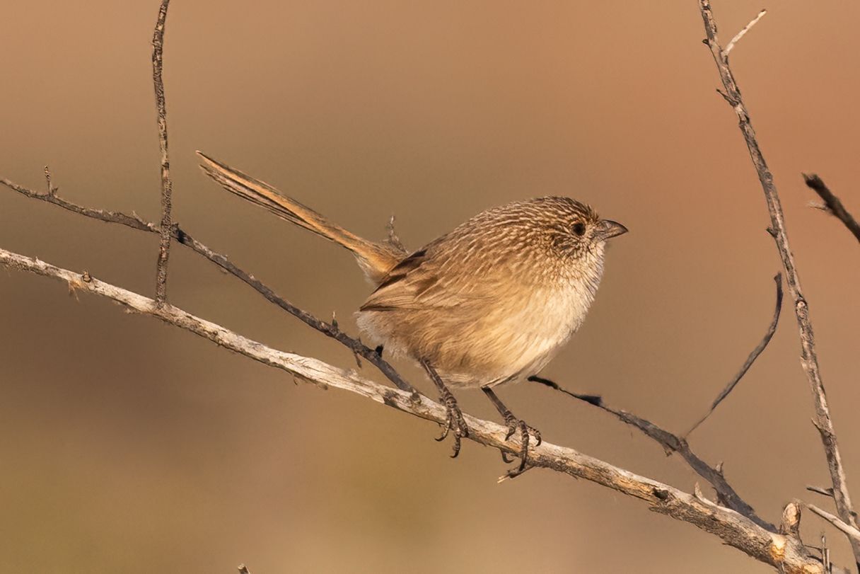 Western Grasswren (Amytornis textilis), photo 3