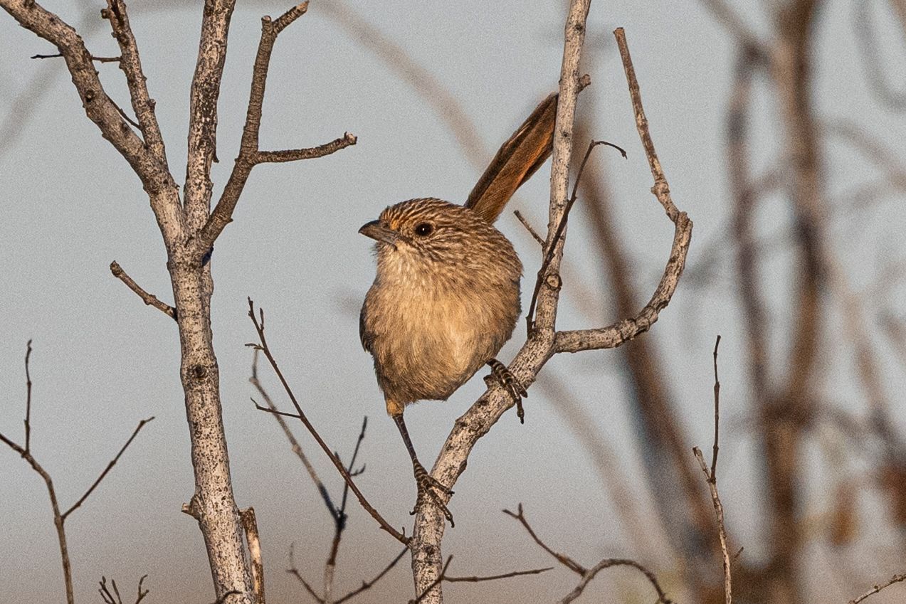 Western Grasswren (Amytornis textilis), photo 4