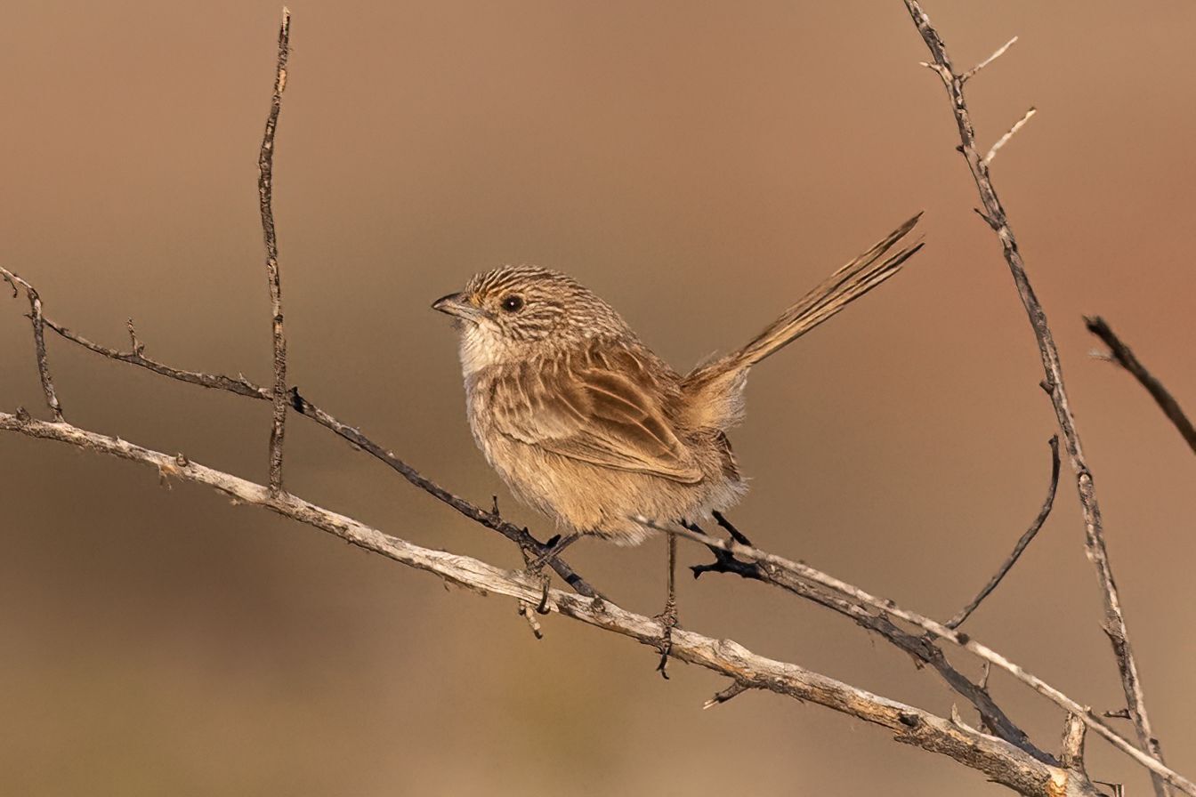 Western Grasswren (Amytornis textilis), photo 5