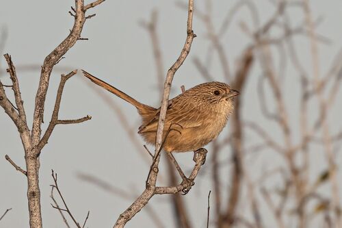 Western Grasswren (Amytornis textilis), photo 6
