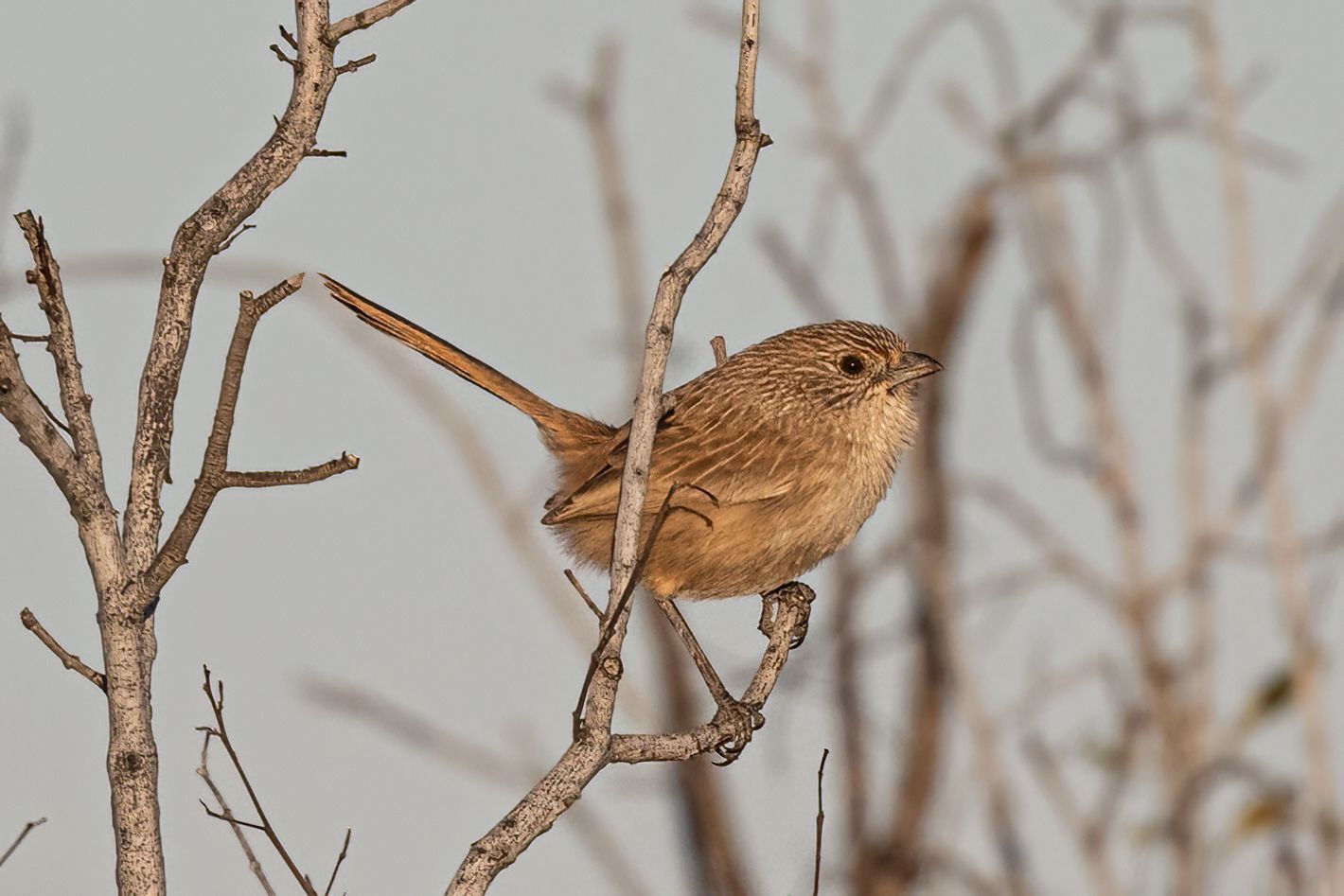 Western Grasswren (Amytornis textilis), photo 6
