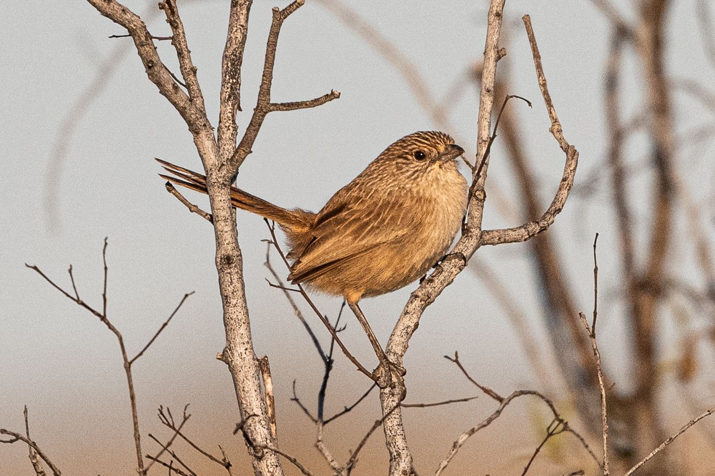 Western Grasswren (Amytornis textilis), photo 7