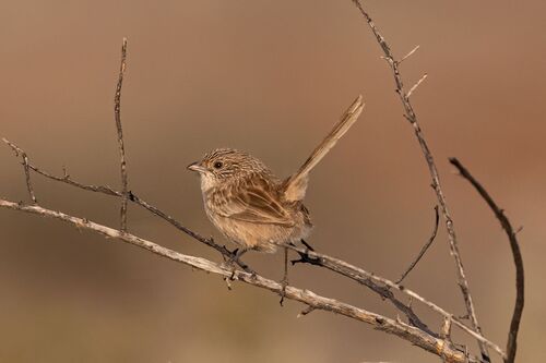Western Grasswren (Amytornis textilis), photo 8