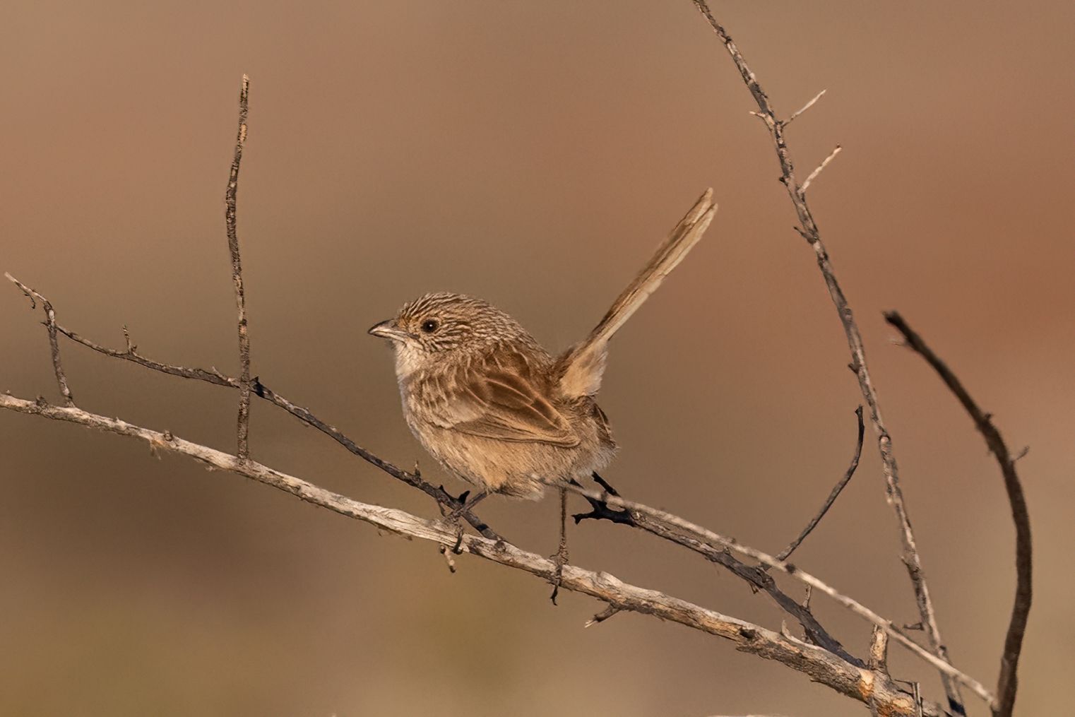 Western Grasswren (Amytornis textilis), photo 8