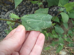 Liriomyza chenopodii
