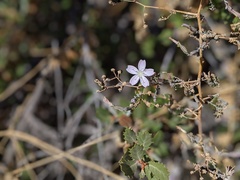Stephanomeria exigua exigua